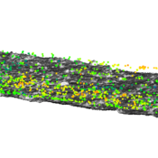 Rappresentazione del pelo libero del deflusso, del modello del terreno dell'alveo e della profondità di deflusso ottenuti tramite fotogrammetria digitale.